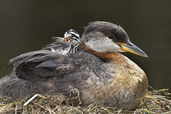 Thế giới của các loài chim hoang ở Okanagan, British Columbia